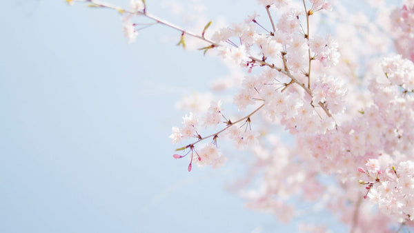 Ingredient Focus: Cherry Blossom